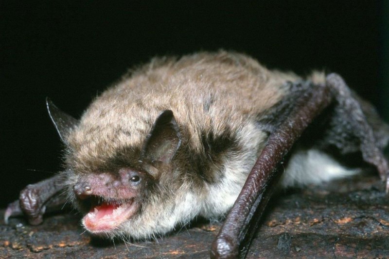 Рыжая вечерница - Nyctalus noctula (Schreber, 1774)