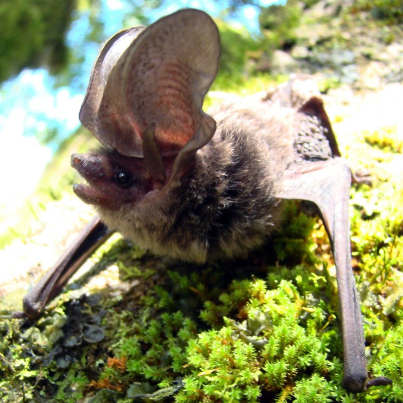 Северный кожанок Eptesicus nilssonii