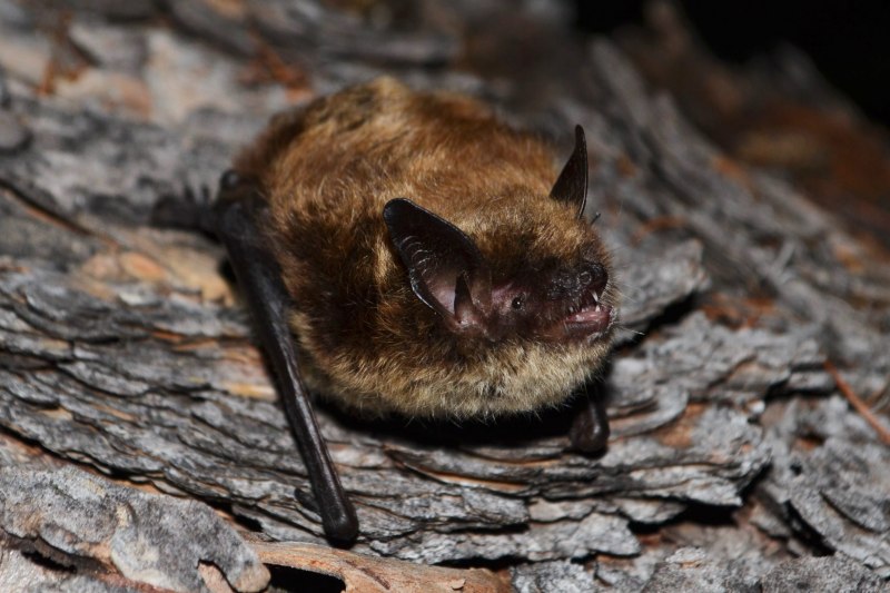 Поздний кожан — Eptesicus serotinus Schreber,