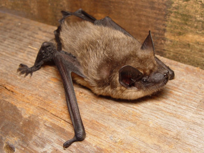 Рукокрылые Vespertilionidae