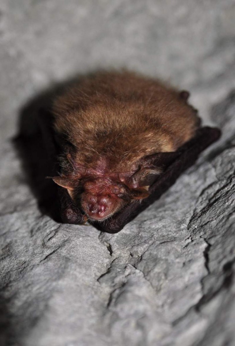 Vespertilio murinus