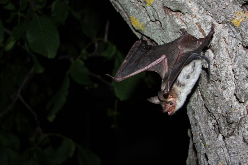 Лесной нетопырь pipistrellus nathusii