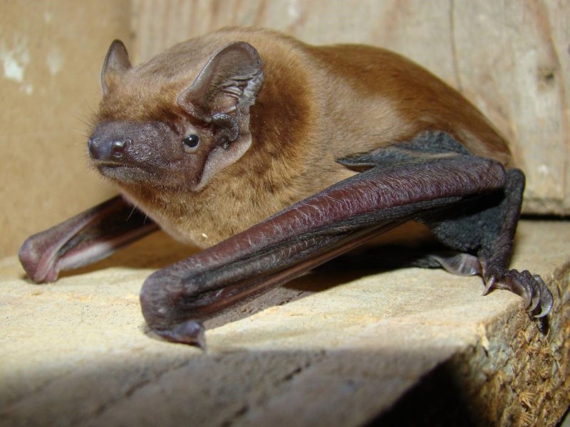 Лесной нетопырь pipistrellus nathusii