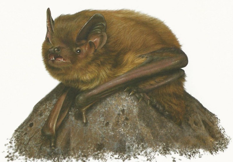 Кожан двухцветный (Vespertilio murinus)