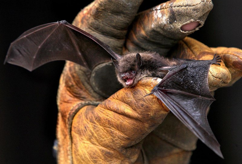 Водяная ночница Myotis daubentonii