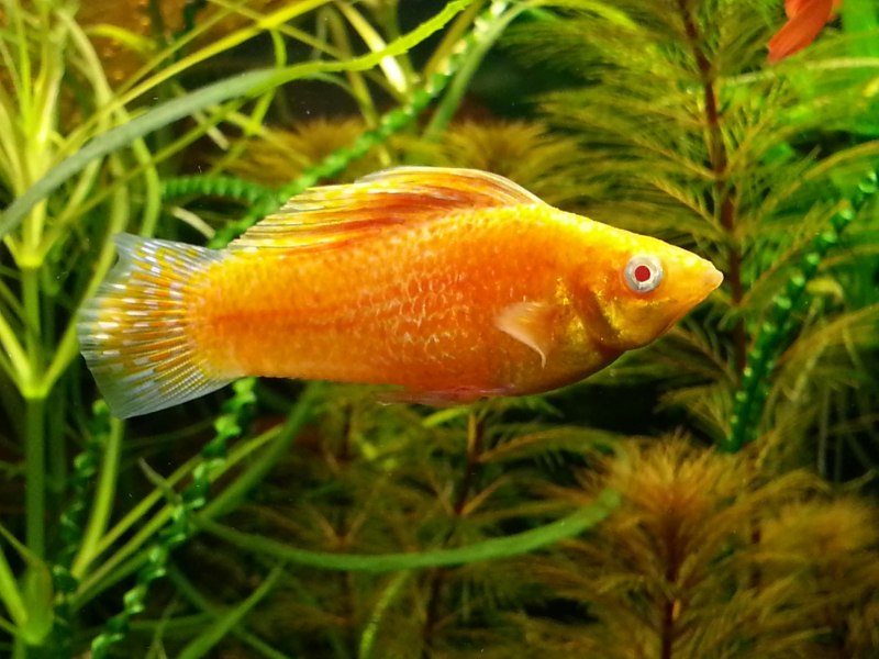 Poecilia velifera
