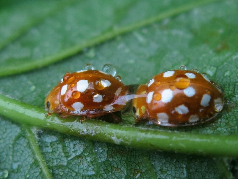 Божья коровка Halyzia sedecimguttata