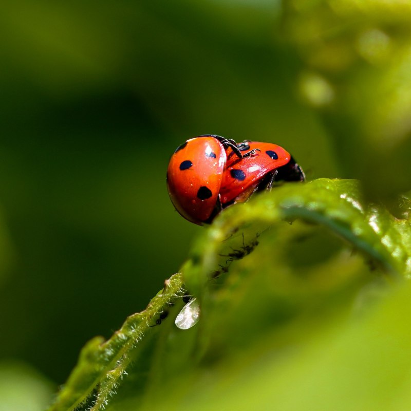 Adalia decempunctata (Linnaeus, 1758)