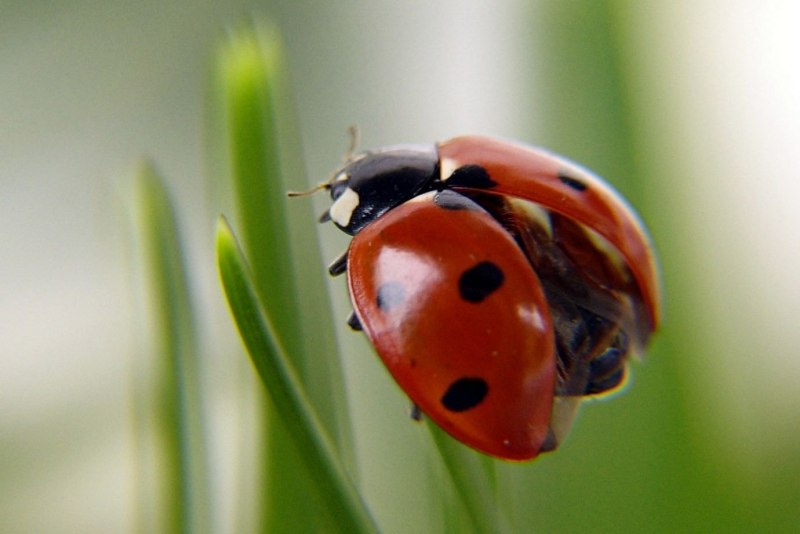 Cynegetis impunctata