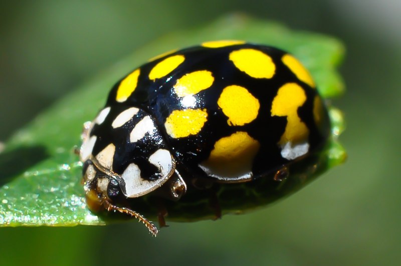 Божья коровка anatis labiculata