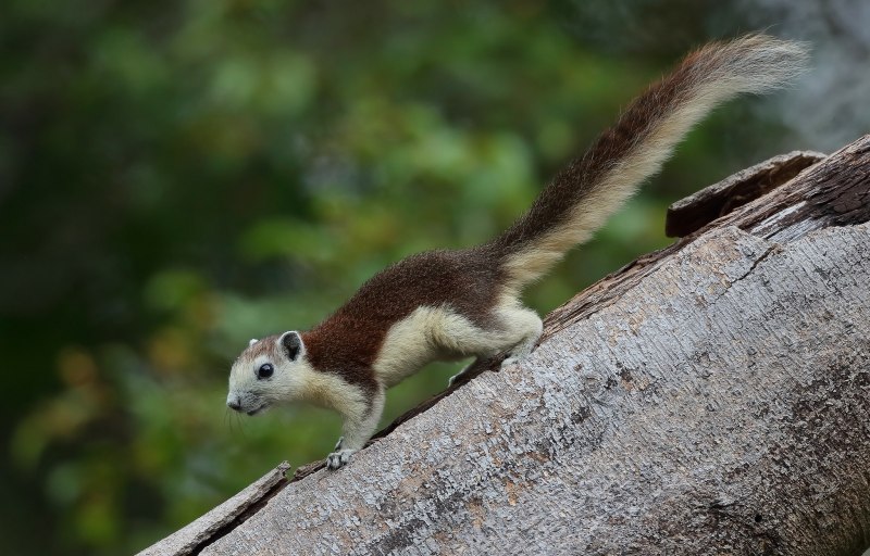 Белка Финлайсона (Callosciurus finlaysonii)