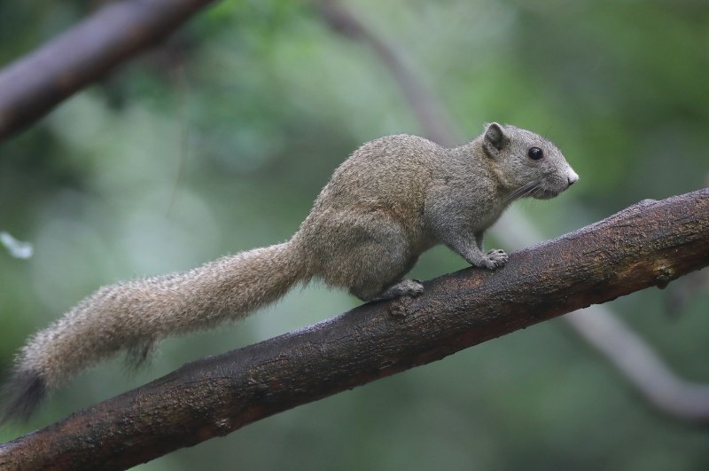 Седая белка (Callosciurus caniceps)