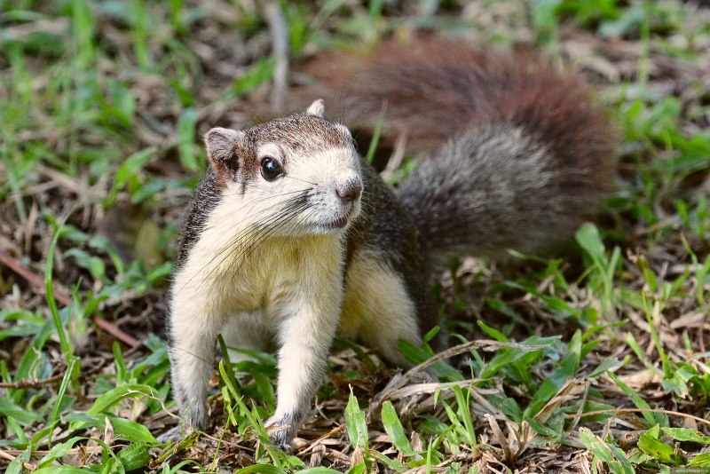 Белка Финлайсона (Callosciurus finlaysonii)