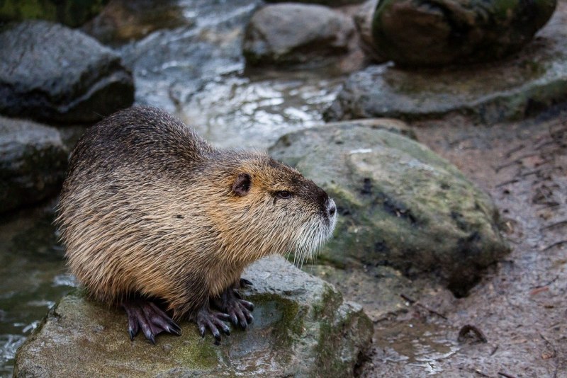 Myocastor coypus нутрия