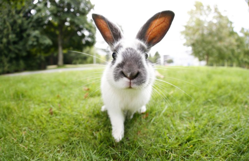 14rabbits
