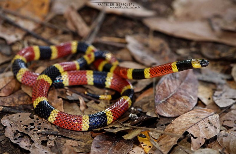 Арлекиновый Аспид (Micrurus Fulvius)