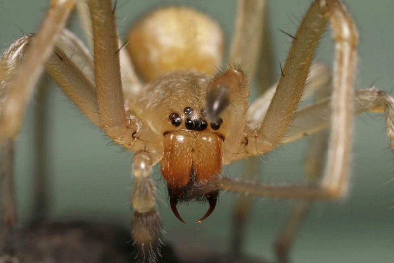 Паук Cheiracanthium punctorium