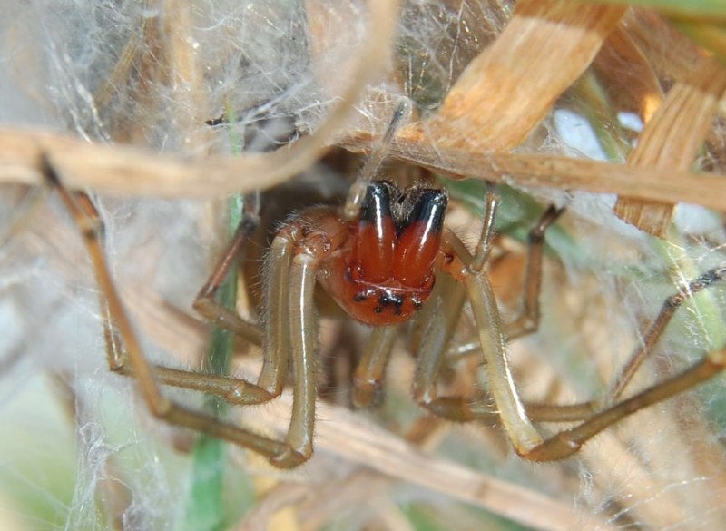Паук Cheiracanthium punctorium