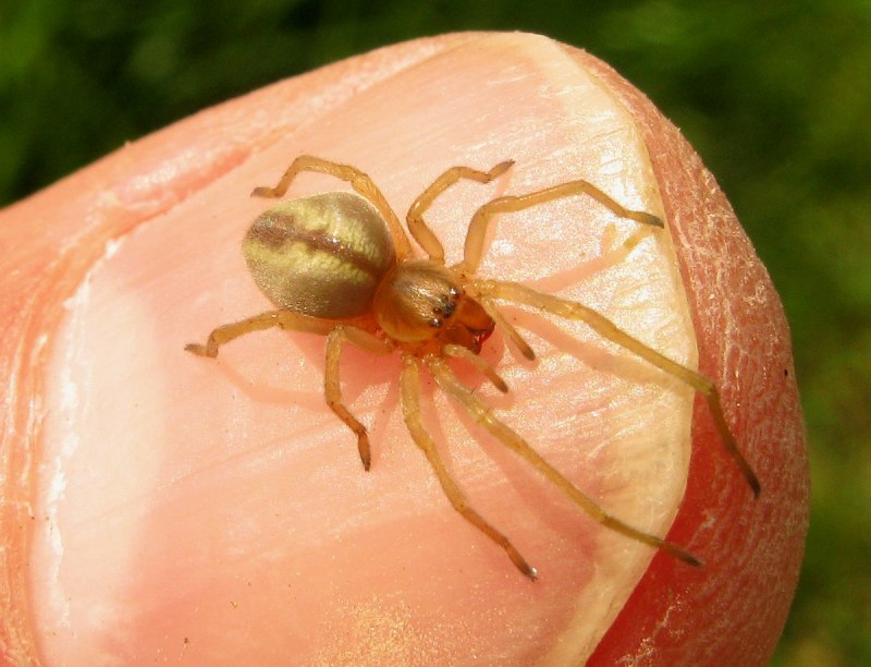 Паук Cheiracanthium punctorium