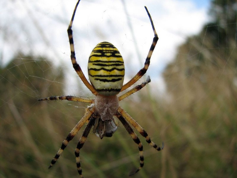 Желтосумый паук Cheiracanthium punctorium