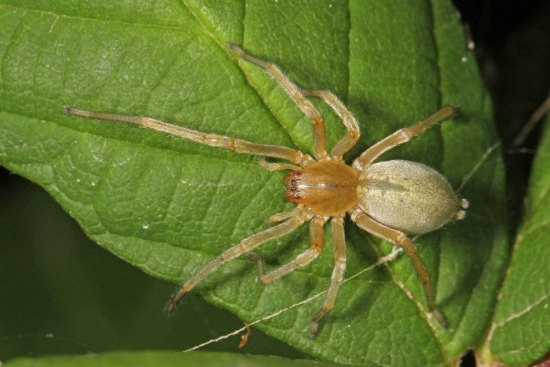 Cheiracanthium punctorium желтосумный колющий паук