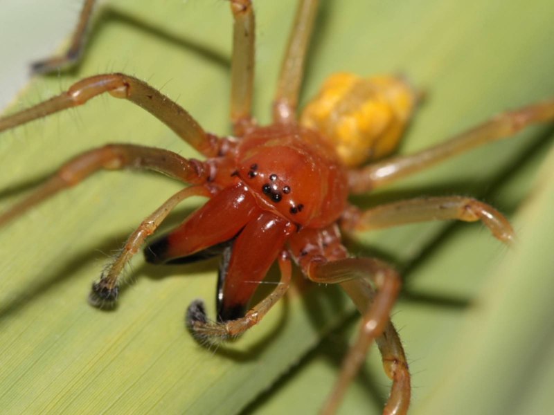 Cheiracanthium inclusum паук
