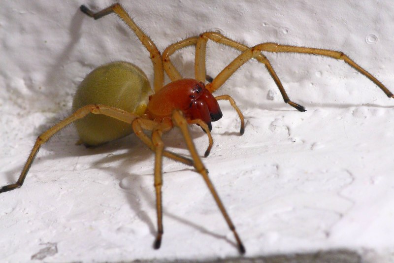 Cheiracanthium punctorium желтосумный колющий паук