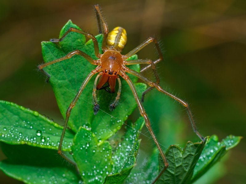 Cheiracanthium punctorium желтосумный колющий паук