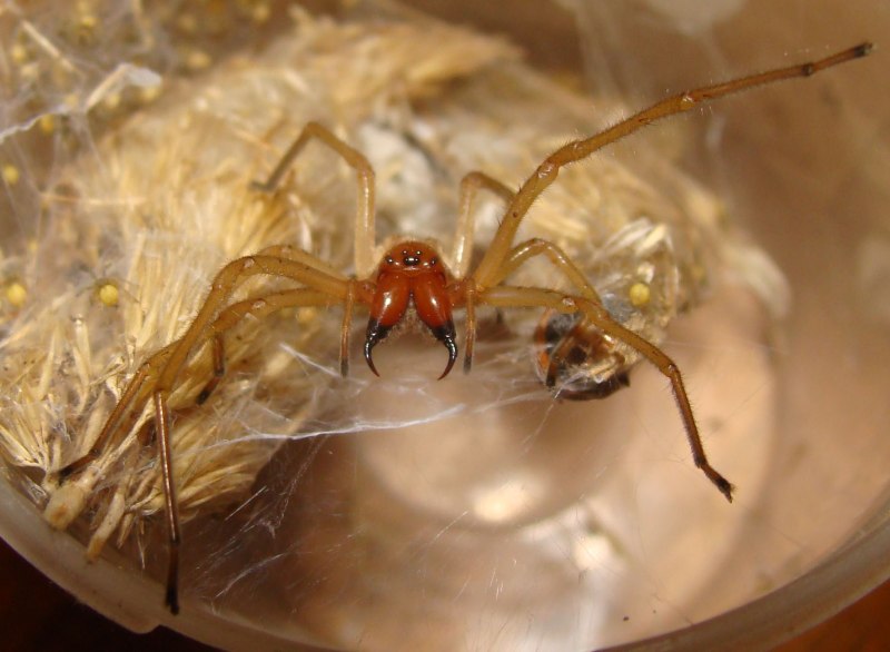 Паук Cheiracanthium punctorium