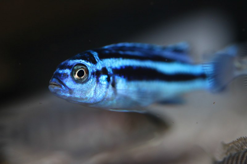 Melanochromis auratus
