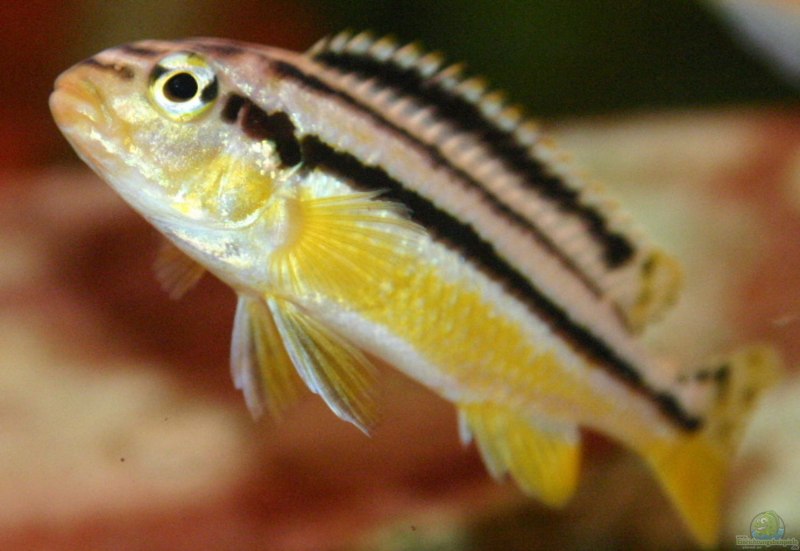 Cynotilapia Zebroides