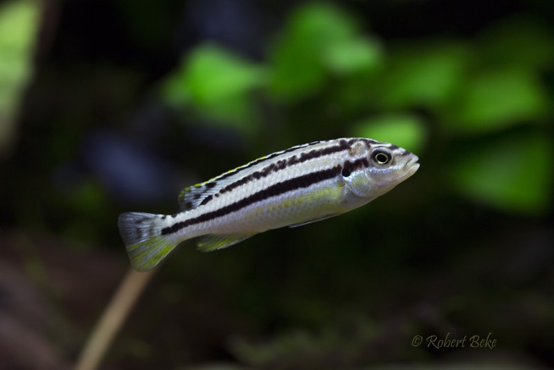 Auratus reticulata