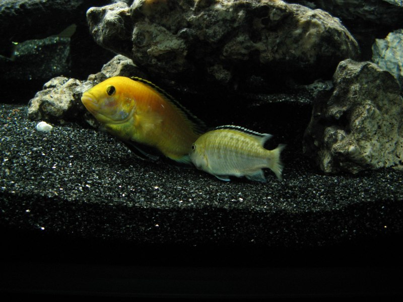 Chalinochromis bifrenatus Gold