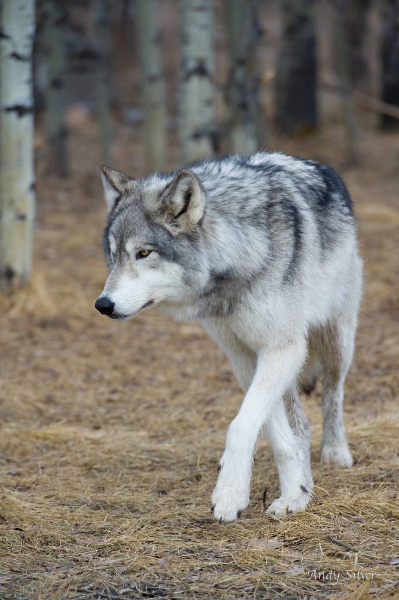Волк canis Lupus