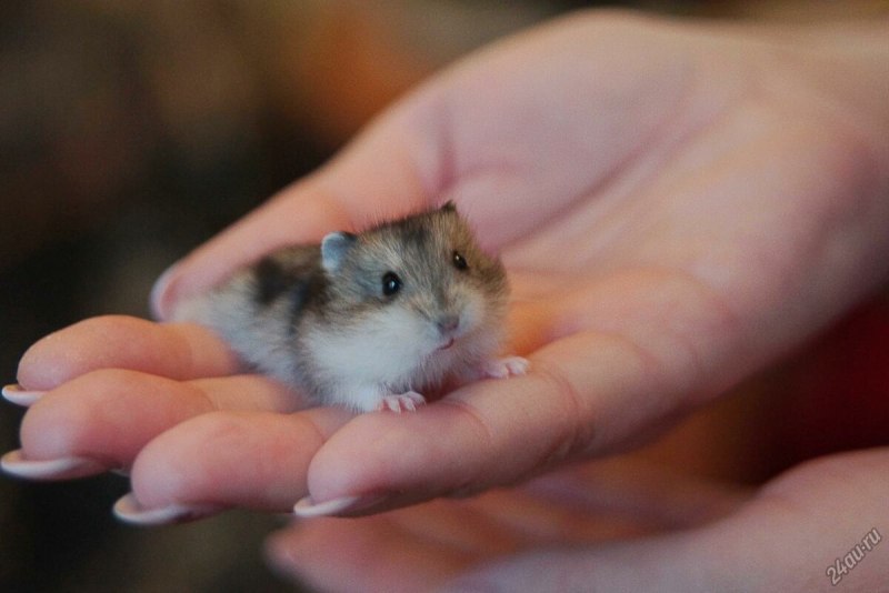 Хомяк джунгарский