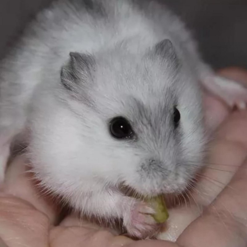 Джунгарский хомячок