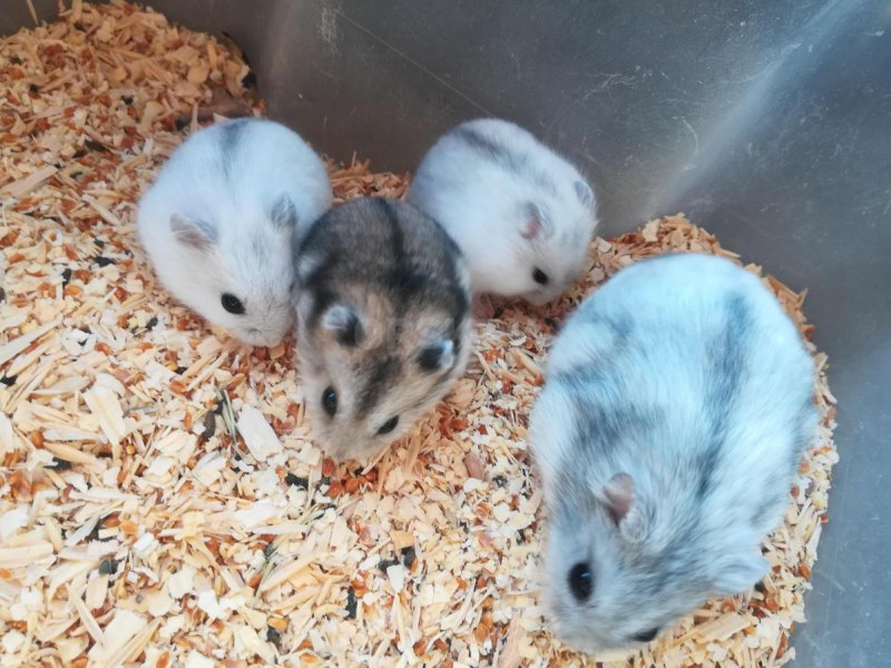 Чонгарский хомяки