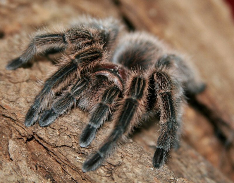 Poecilotheria Metallica укус