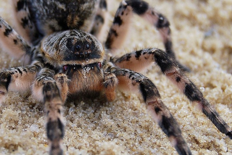 Brachypelma epicureanum