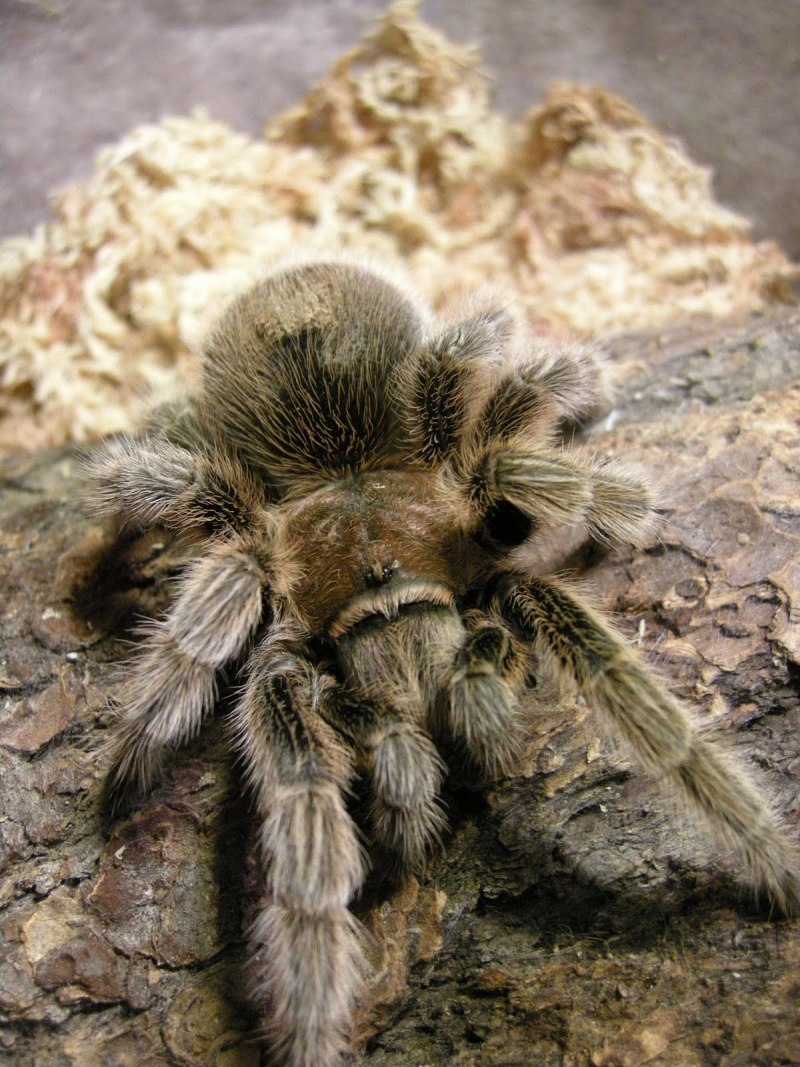 Lycosa carolinensis