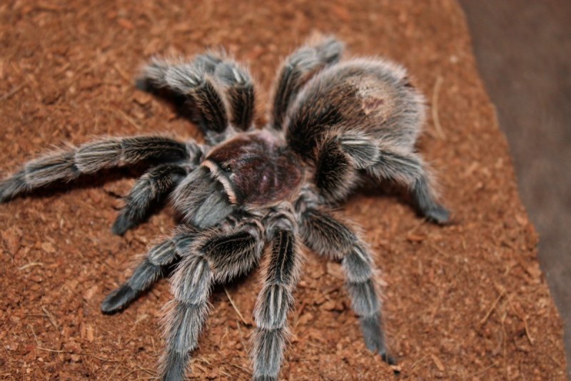 Тарантул Lycosa Narbonensis