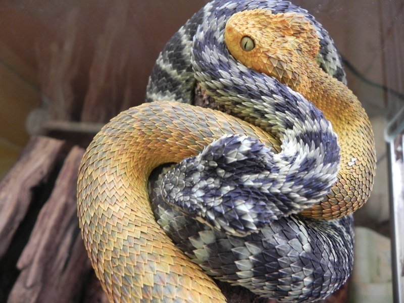 Кустарниковая гадюка (Atheris