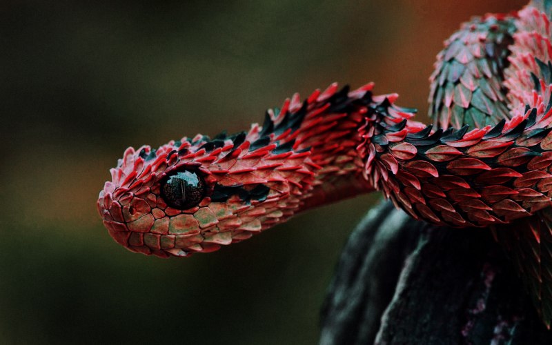 Кустарниковая змея (57 фото)