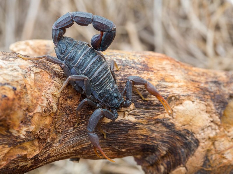 Centruroides bicolor Скорпион