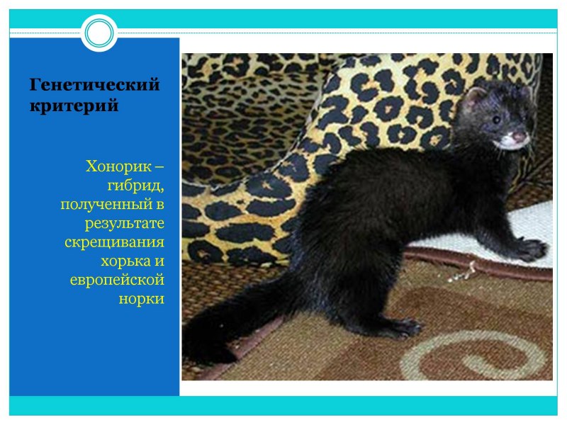 Хорек хищник