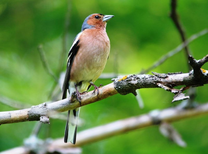 Зяблик (fringilla COELEBS)