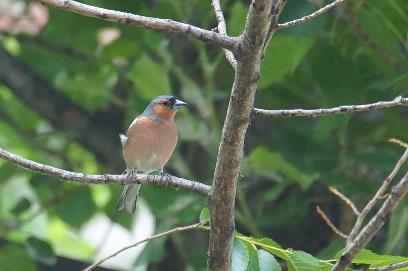 Зяблик (fringilla COELEBS)
