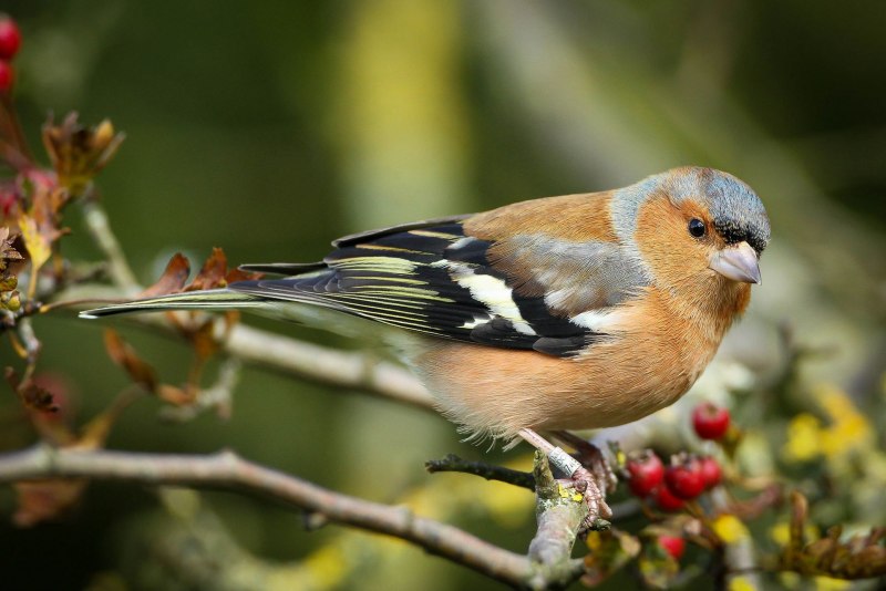 Зяблик (fringilla COELEBS)
