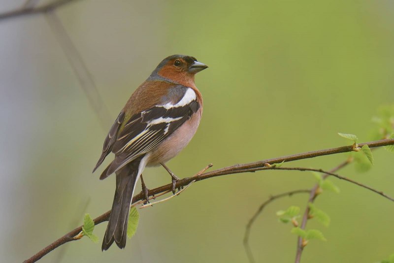 Зяблик (fringílla COÉLEBS)