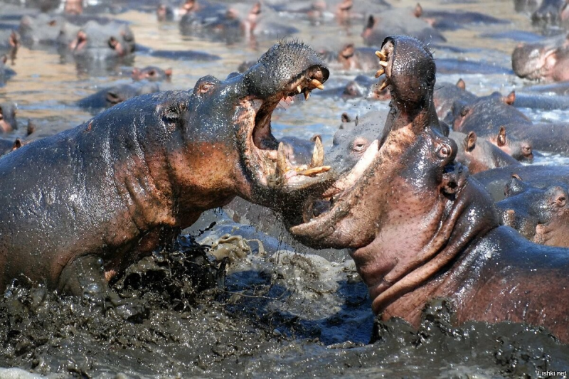 Гиппопотамы (Hippopotamus amphibius),